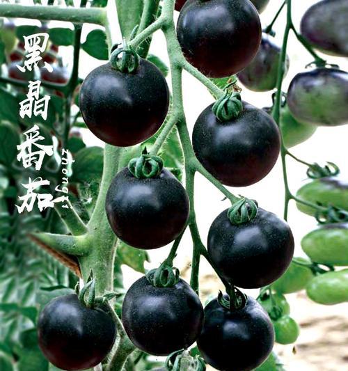 摩尔庄园手游太空黑晶番茄怎么获得？获取攻略是什么？