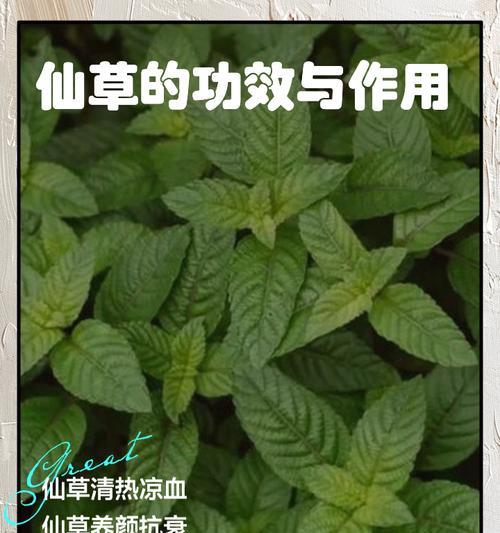 完美世界药草排名前十有哪些？它们的用途是什么？