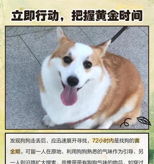 王者荣耀中如何找到小狗？寻找小狗的方法是什么？