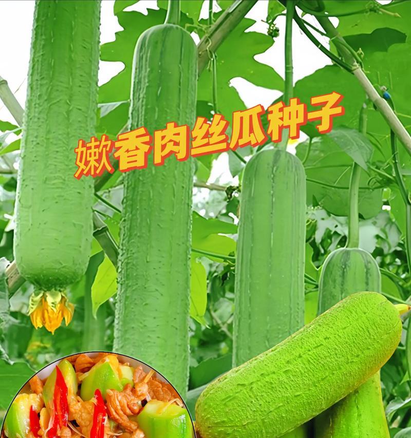 大丝瓜的获得方法是什么？